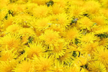Surface of yellow dandelions.