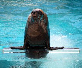 Closeup of clever sea lion seal