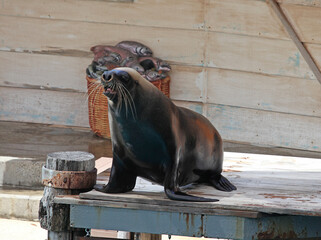 Closeup of clever sea lion seal