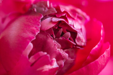 Macro photo red peony plant. Stock photo blooming red peony flower.