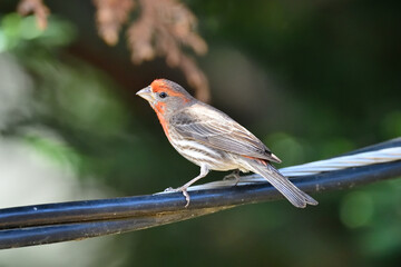 House Finch aka Haemorhous mexicanus