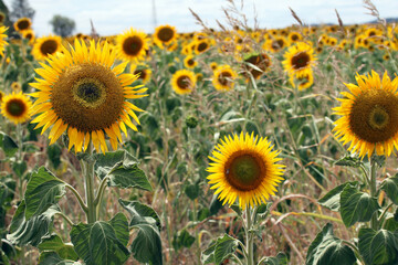 Obraz premium Beautiful bright yellow sunflowers in a large field in farming country near Toowoomba, Queensland, Australia