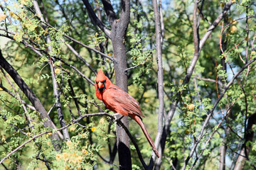 Male Red Cardinal Perched in Desert Tree