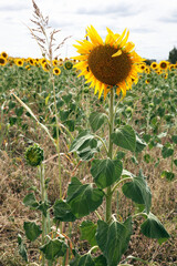 Beautiful bright yellow sunflowers in a large field in farming country near Toowoomba, Queensland, Australia