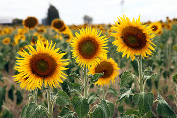 Beautiful bright yellow sunflowers in a large field in farming country near Toowoomba, Queensland, Australia
