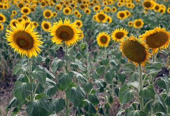 Fototapeta premium Beautiful bright yellow sunflowers in a large field in farming country near Toowoomba, Queensland, Australia