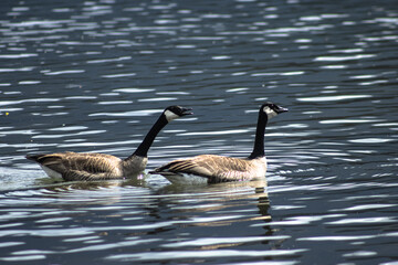 canada goose family