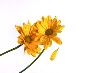 Yellow flowers on white background with copy space