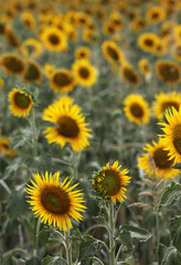 Beautiful bright yellow sunflowers in a large field in farming country near Toowoomba, Queensland, Australia