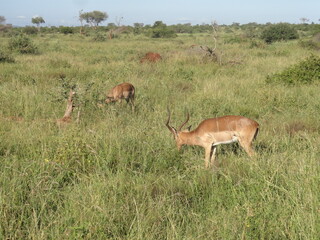 Impala comendo
