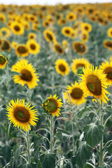 Beautiful bright yellow sunflowers in a large field in farming country near Toowoomba, Queensland, Australia