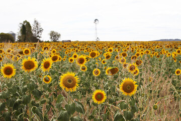 Beautiful bright yellow sunflowers in a large field in farming country with windmill in background near Toowoomba, Queensland, Australia