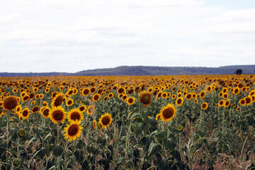 Obraz premium Beautiful bright yellow sunflowers in a large field in farming country near Toowoomba, Queensland, Australia