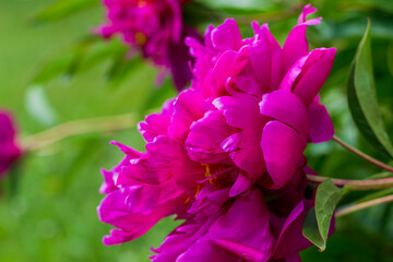 Beautiful Deep Pink Rose in Summer