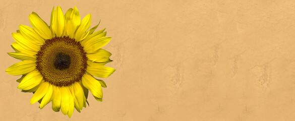 Beautiful large yellow sunflower on light background