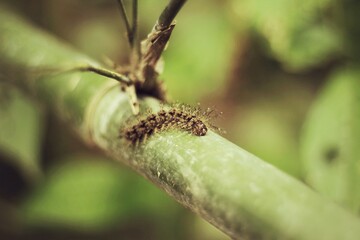 macro of a caterpillar on a branch