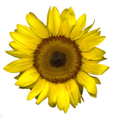 Fototapeta premium Beautiful large yellow sunflower on light background