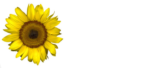 Beautiful large yellow sunflower on light background