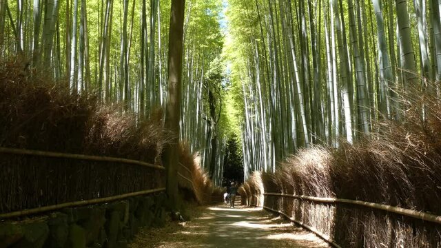 京都 嵐山の竹林と初夏の景色