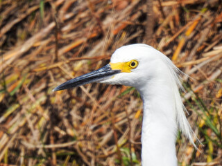 A snowy egret in the Florida wetlands