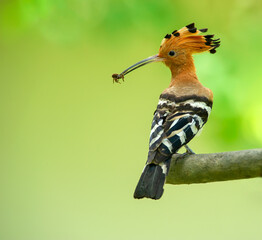 Close up of common hoopoe ,Beautiful birds that everyone wants to watch © chamnan phanthong