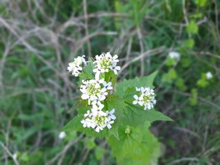 Cluster of flowers