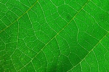 Fresh green leaf texture macro close-up.