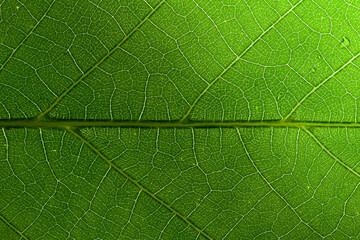 close up texture of green leaf veins