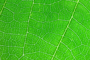 Green leaves background and texture ,Abstract nature background