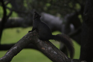 Fototapeta premium squirrel 