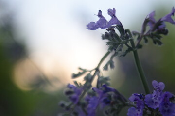 Fototapeta na wymiar purple flower