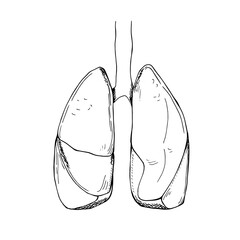 Lungs in sketch, vector illustration