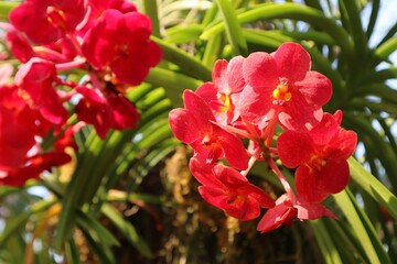 Colorful orchids in garden. Orchidaceae. orchids are available in pink, white, and red. At Buak Hard Public Park Chiang Mai, Thailand. garden flowers. Blooming flowers. Springtime.