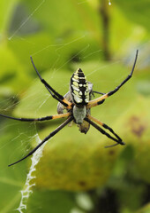 Black and Yellow Garden Spider Argiope aurantia, Eating Prey in Fig Tree
