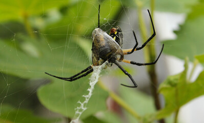 Black and Yellow Garden Spider Argiope aurantia, Eating Prey in Fig Tree
