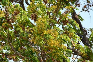 green leaves on the tree