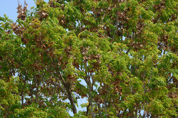 green leaves on a tree