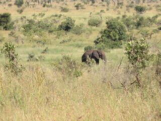 Fototapeta premium O Elefante Velho