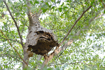 The bee hive on the tree
