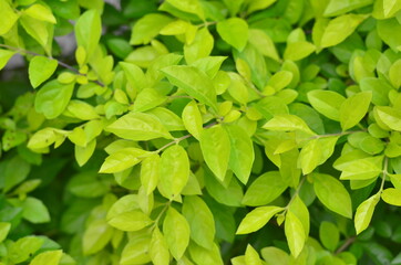 Fototapeta na wymiar Tropical green leaves texture. Foliage background.