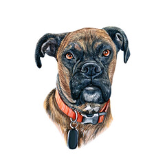 Watercolor illustration of a funny dog. Hand made character. Portrait cute dog isolated on white background. Watercolor hand-drawn illustration. Popular breed dog. Boxer dog