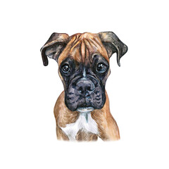 Watercolor illustration of a funny dog. Hand made character. Portrait cute dog isolated on white background. Watercolor hand-drawn illustration. Popular breed dog. Boxer dog