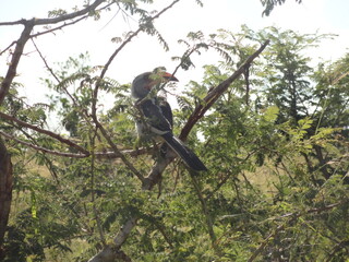 O Passaro - kruger park