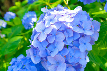 梅雨の紫陽花