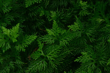 Tropical green leaves texture. Foliage background.