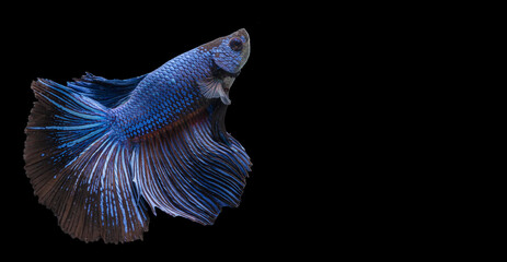 Betta splendens fighting fish in Thailand on isolated black background. The moving moment beautiful of blue&black Siamese betta fancy fish with copy space.