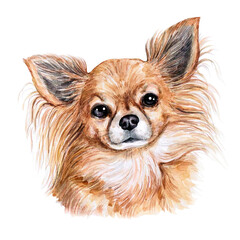 Watercolor illustration of a funny dog. Hand made character. Portrait cute dog isolated on white background. Watercolor hand-drawn illustration. Popular breed dog. Chihuahua dog.