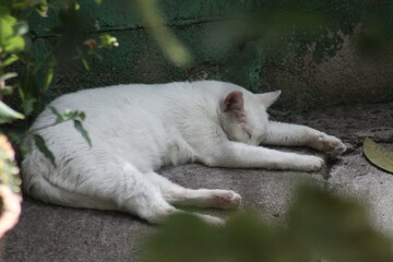 Fototapeta na wymiar gato blanco durmiendo 