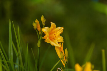 Fototapeta premium Yellow dayliliy Lily flowers in the garden
