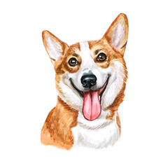 Watercolor illustration of a funny dog. Hand made character. Portrait cute dog isolated on white background. Watercolor hand-drawn illustration. Popular breed dog.  Pembroke Welsh Corgi